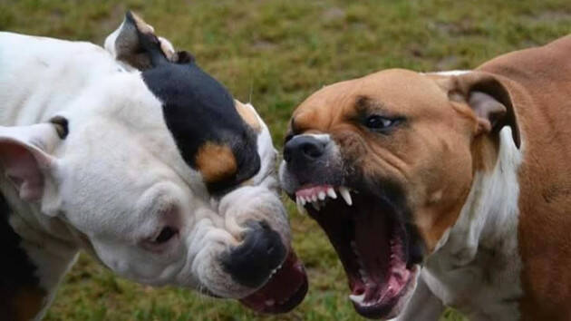 CODACONS SONCINO: DUE PITBULL AGGREDISCONO CAGNOLINA E PADRONA