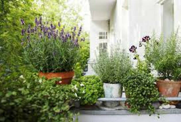 ARRIVA PIANO SALVA FIORI E PIANTE