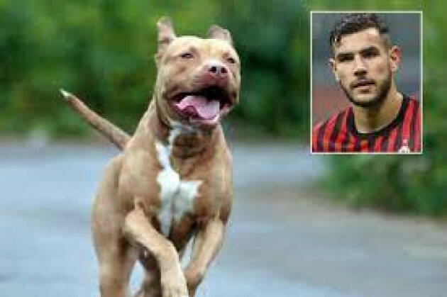 Pitbull scappa da villa di Hernandez e uccide cagnolino