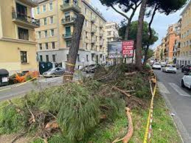 Interventi di manutenzione degli alberi in varie zone della città