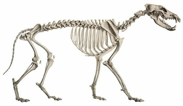 Ritrovato a Roma il fossile del primo lupo d’Europa