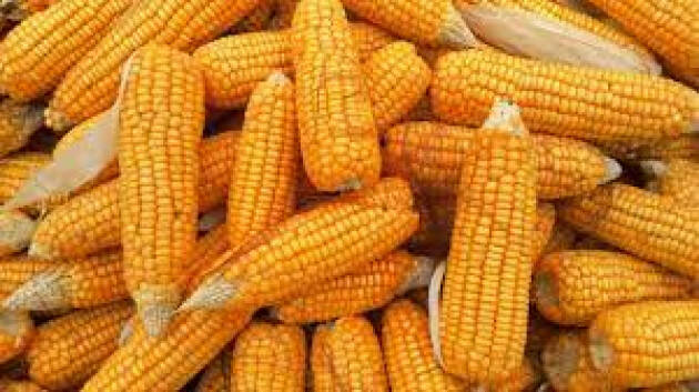 Lombardia: 9 milioni quintali mais in più  aumentare produzioni con sblocco terreni vincolati
