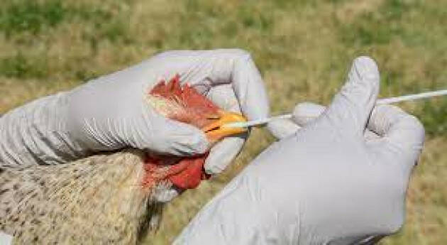 Aviaria, pronti 30 milioni per i risarcimenti