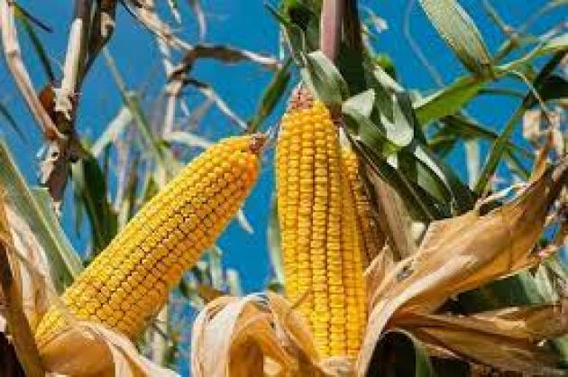 Stop del mais dall’Ungheria è crisi per l’agricoltura