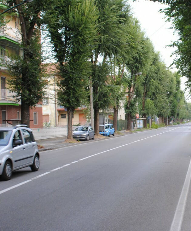 Da venerdì 18 marzo trattamento endoterapico sugli olmi