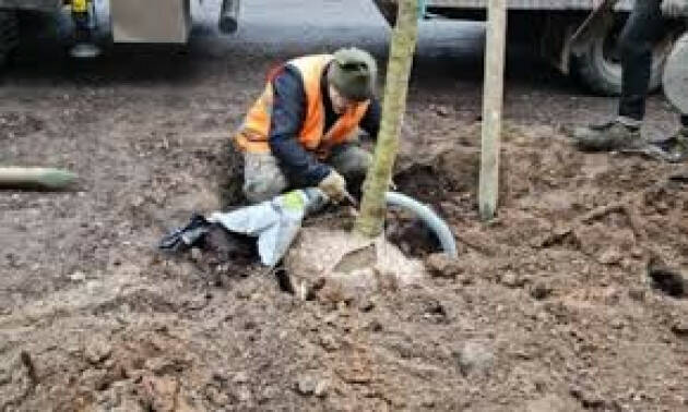 Iniziati i lavori di piantumazione in viale Concordia