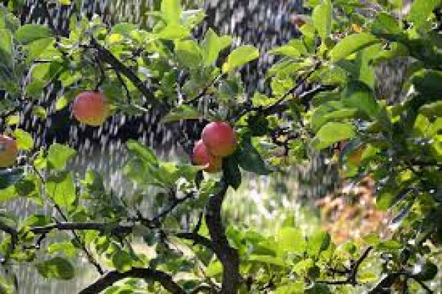 AGRICOLTORI, CUSTODI DELL’ORO BLU