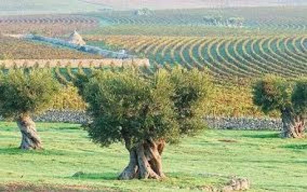 Xylella fastidiosa nella Regione mediterranea: a Bari il workshop internazionale del Ciheam