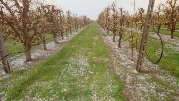 Coldiretti: danni su ortaggi e alberi da frutto in fiore