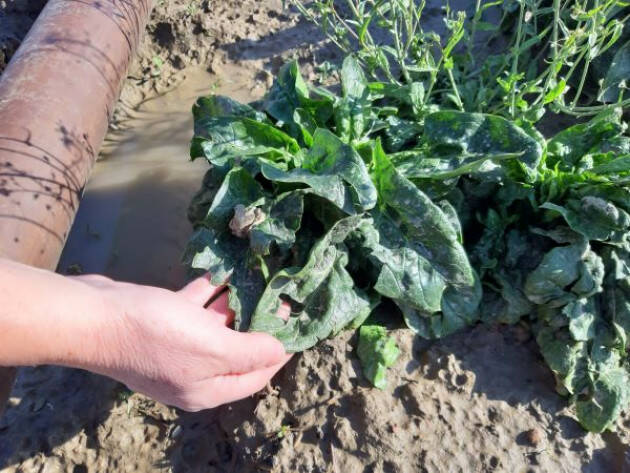 Coldiretti: danni su ortaggi e alberi da frutto in fiore