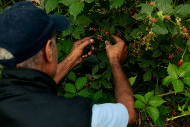 Il valore dietro un chilo di pomodori