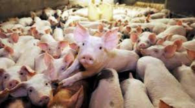 PRODUZIONE CARNE A RISCHIO, IN LOMBARDIA 1 MAIALE ITALIANO SU 2