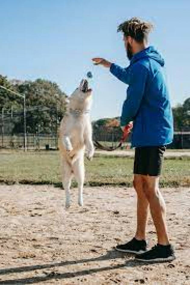 CREMA: PATENTINO PER I PROPRIETARI DEI CANI, IN 500 SUPERANO L’ESAME FINALE.