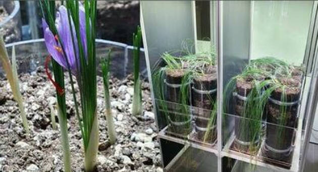 Da ENEA sistema innovativo per coltivare verdure in casa