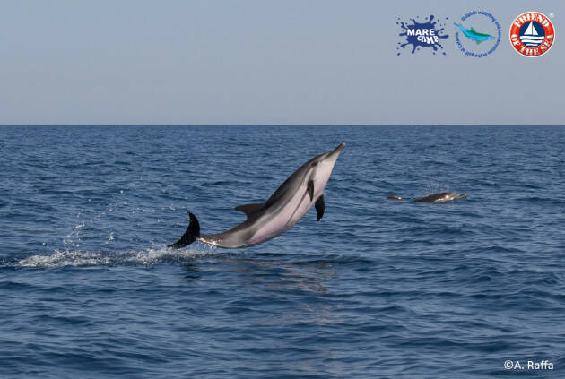 LA GIORNATA NAZIONALE DEL MARE A CATANIA DOMINATA DAI DELFINI