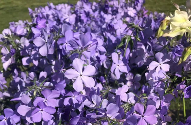 Un successo le invasioni Botaniche di Cremona del 23 e 24 aprile u.s.