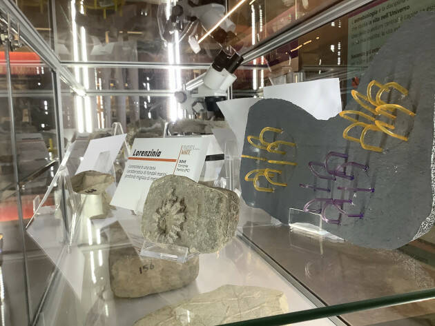 ''Piacenza chiama Marte'', icnofossili in mostra al Museo di Storia Naturale
