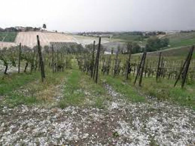 Maltempo, grandine su vigne pavesi