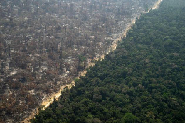 L’Amazzonia vicino al punto di svolta, da polmone del mondo a savana tropicale