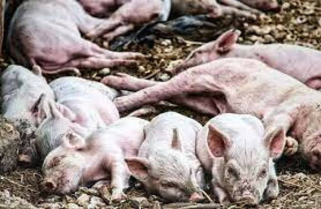 Peste suina, Coldiretti Lombardia: minaccia grave,