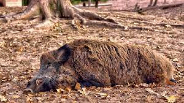 Coldiretti  Peste suina, contro assedio cinghiali in campagna: in campo gli agricolrori