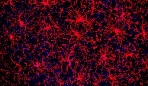L'eredità nascosta delle cellule: nuova luce sui progenitori degli oligodendrociti