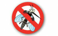 Piacenza: Prevenzione e controllo delle malattie trasmesse da zanzara comune e tigre, emanata l'ordinanza comunale