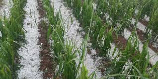 Coldiretti Cremona: Grandinata nel Cremasco, gravi danni all’agricoltura