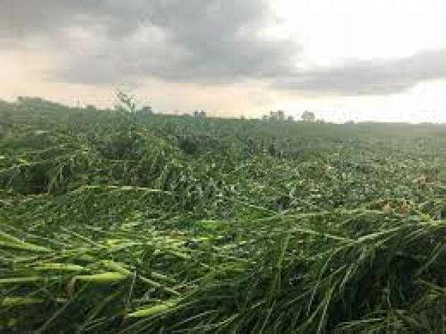 Maltempo, Lombardia: grandine su mais, soia, frumento e vigne