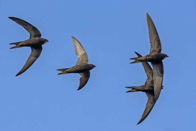  Festival dei rondoni: domenica 12 giugno bird watching per le vie del centro 