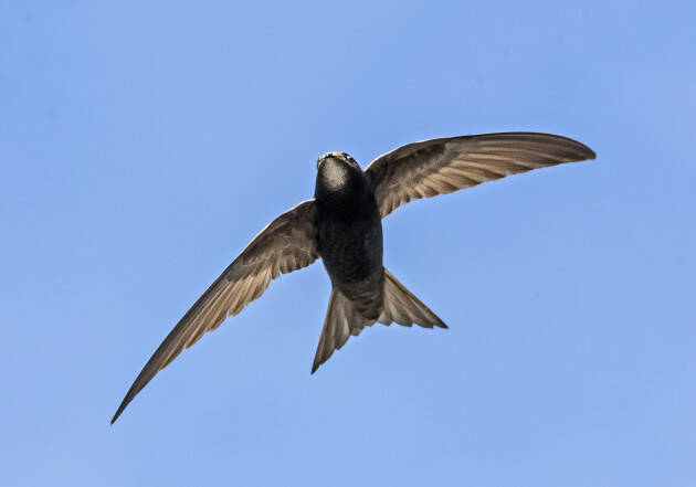  Festival dei rondoni: domenica 12 giugno bird watching per le vie del centro 