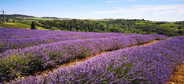 ''UNA SERATA NELLA LAVANDA'', VENERDI 8 LUGLIO 2022 (PV)