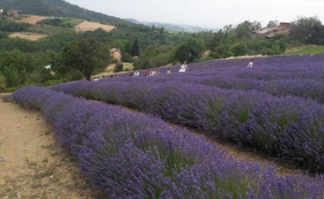 Calyx UNA SERATA NELLA LAVANDA