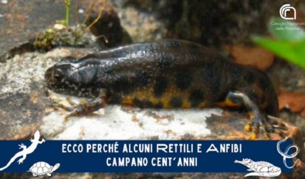 Ecco perché alcuni rettili e anfibi campano cent’anni