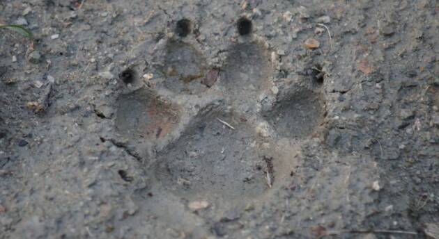 CACCIA ALLA TRACCIA SULLE ORME DEL LUPO - Camminata naturalistica