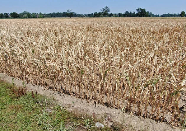 Siccità, Coldiretti Cremona: senz’acqua campagne allo stremo