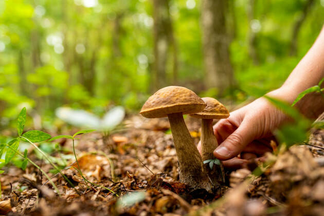 ATS VAL PADANA RACCOLTA FUNGHI IN SICUREZZA: CONSULENZA GRATUITA  