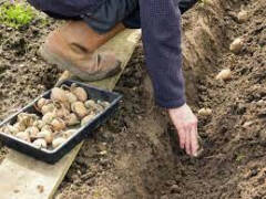 Formazione, tecniche di coltivazione delle patate di montagna e del mais rostrato rosso