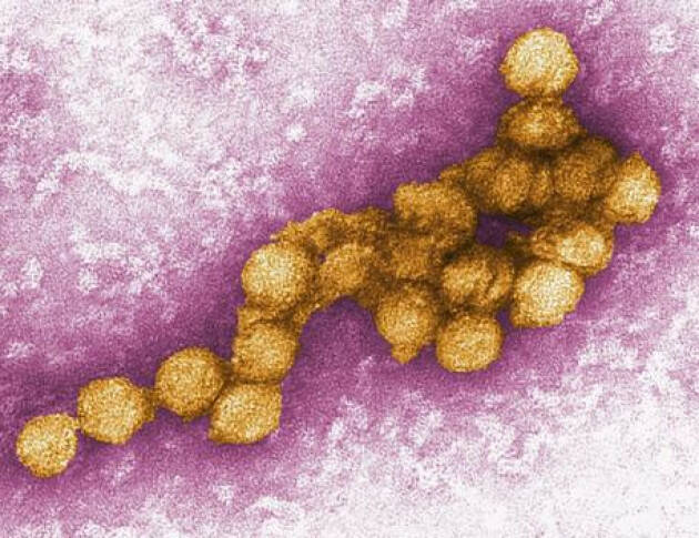 West Nile: due anziani gravi nel Mantovano, uno è in coma