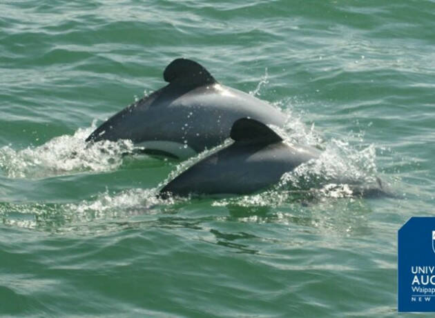 La dieta dei delfini marini più rari del mondo è cambiata in meglio
