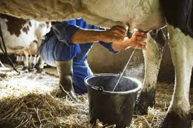 Coldiretti: a rischio crack 1 stalla da latte su 10