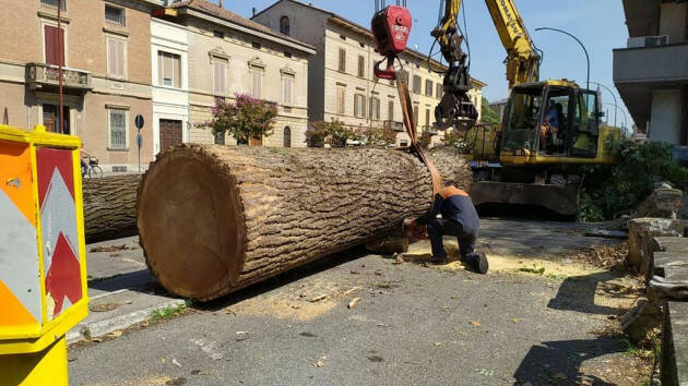 CREMONA: PONTE SUL MORBASCO, INIZIATA LA RIMOZIONE DELL’ALBERO CHE LO HA DANNEGGIATO