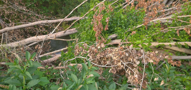 Migliora Cremona . Buttafava Urgente intervento alveo del Morbasco in Via Boscone