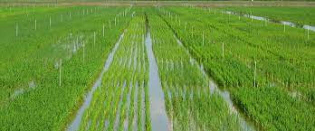 Riso, scatta raccolta in Lombardia