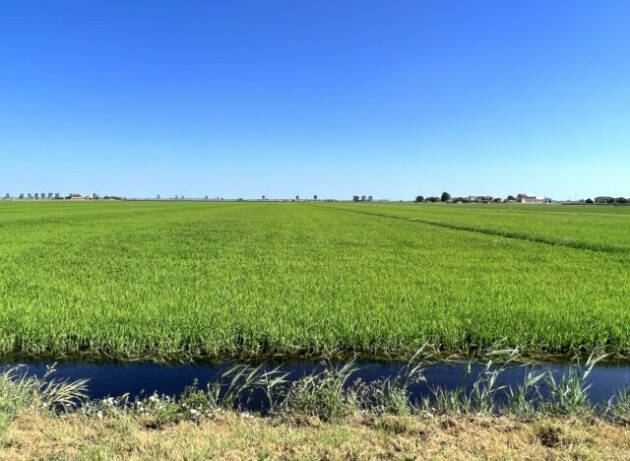 La crisi climatica taglia di un terzo il raccolto del riso italiano