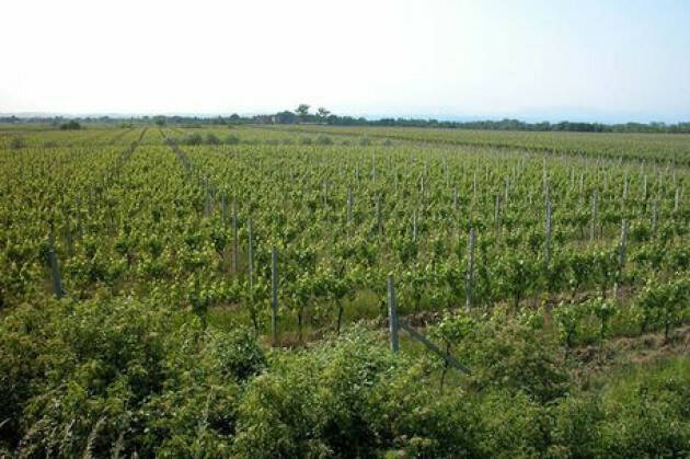 Wine Media Conference prima volta Europa sceglie Lombardia