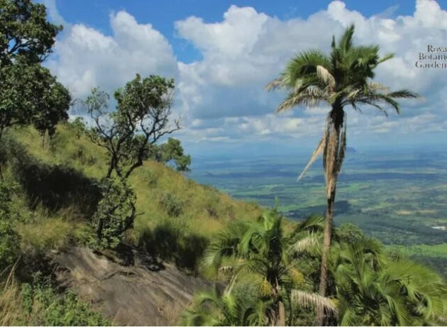 Più di mille specie di palme sono a rischio estinzione