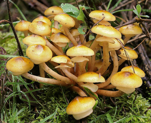 RACCOLTA E CONSUMAZIONE IN SICUREZZA FUNGHI: ESPERTI  ATS VAL PADANA IN CAMPO