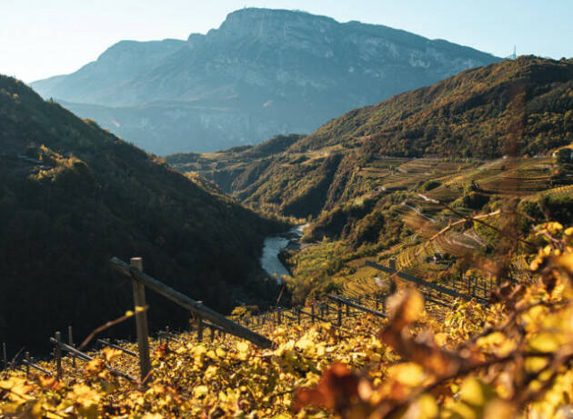 La crisi climatica in vigna