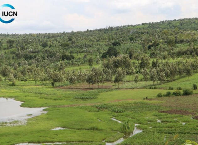 Gli alberi autoctoni sono fondamentali per il ripristino dei territori